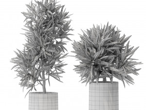 Plants collection 572 Modelo 3D