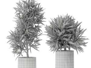 Plants collection 572 3D Model