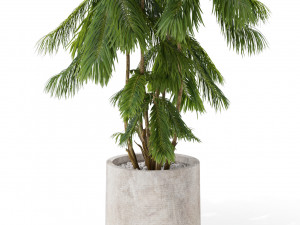 Plants collection 573 3D 模型