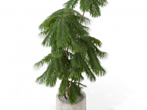 Plants collection 573 3D 模型