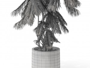 Plants collection 573 3D 模型