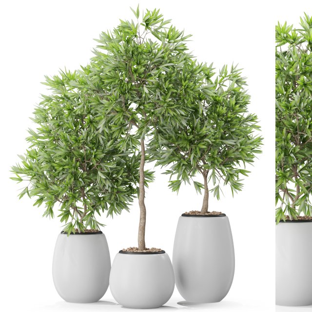 Plants collection 574 3D Model .c4d .max .obj .3ds .fbx .stl .blend 
