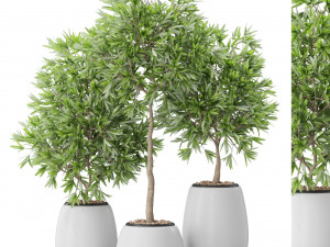 Plants collection 574 3Dモデル