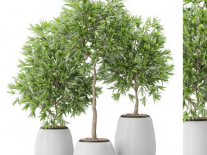 Koleksi tanaman 574 Model 3D