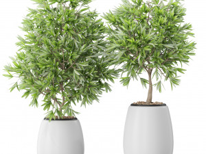 Plants collection 574 3D Model