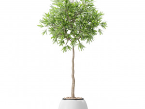 Plants collection 574 3D Model