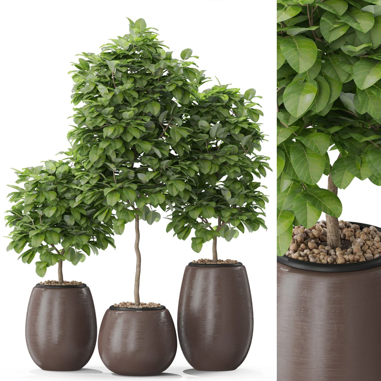 Plants collection 575 3D Model .c4d .max .obj .3ds .fbx .stl .blend