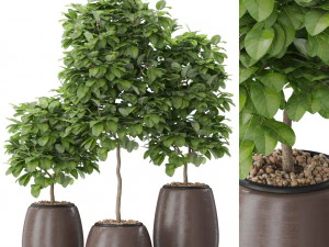 Koleksi tanaman 575 Model 3D