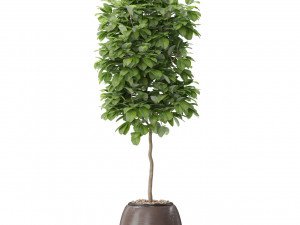 Plants collection 575 Modelo 3D
