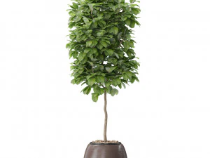 Plants collection 575 3D Model