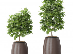 Plants collection 575 Modelo 3D