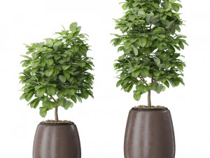 Plants collection 575 3D Model