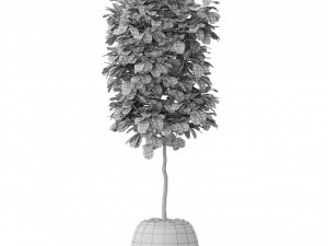 Plants collection 575 Modelo 3D