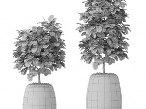 Plants collection 575 Modelo 3D