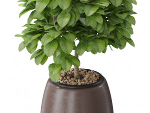 Plants collection 575 Modelo 3D