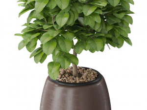 Plants collection 575 3D Model