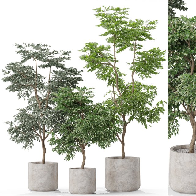 Plants collection 576 3D Модель .c4d .max .obj .3ds .fbx .stl .blend 