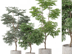 Koleksi tanaman 576 Model 3D