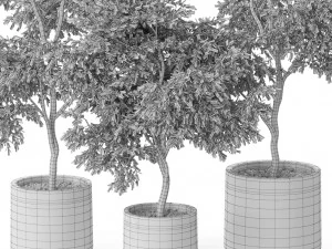 Plants collection 576 3D Model
