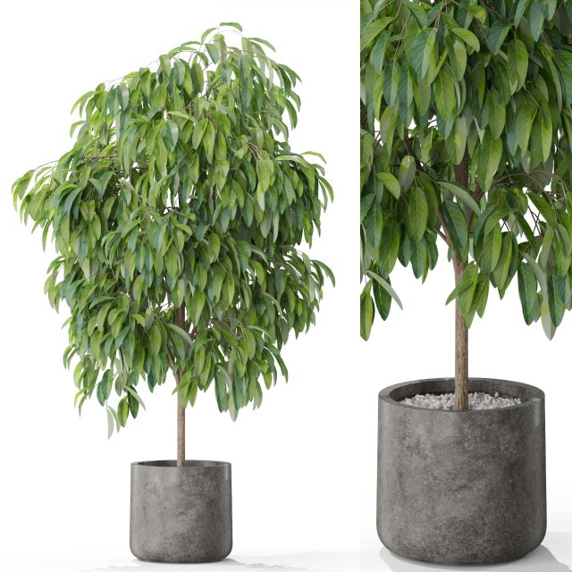 Plants collection 577 Modelo 3D .c4d .max .obj .3ds .fbx .stl .blend