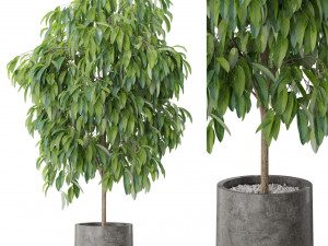 Plants collection 577 3Dモデル
