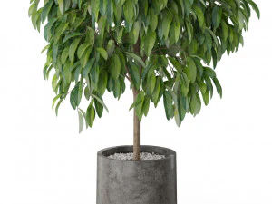 Cole&ccedil;&atilde;o de plantas 577 Modelo 3D