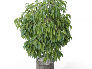 Plants collection 577 Modelo 3D