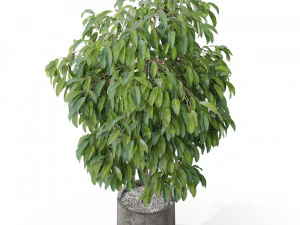 Cole&ccedil;&atilde;o de plantas 577 Modelo 3D