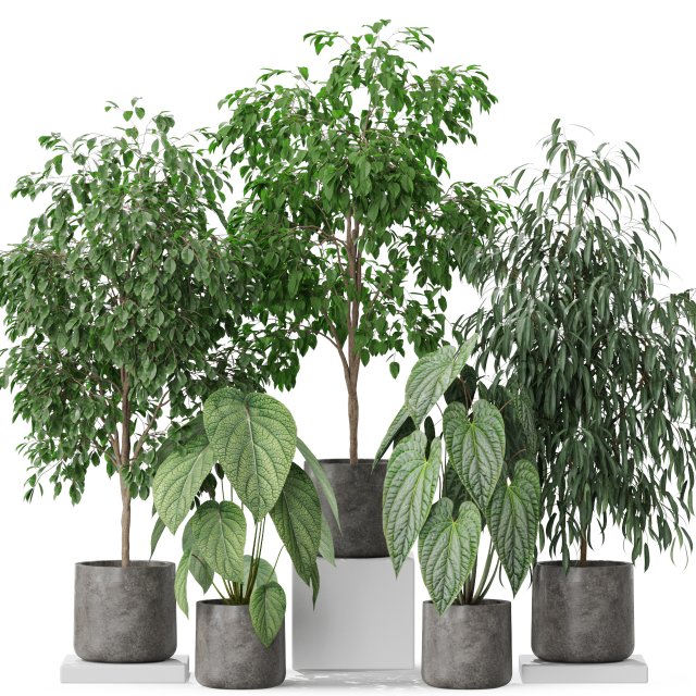 Plants collection 578 3D Model .c4d .max .obj .3ds .fbx .stl .blend 