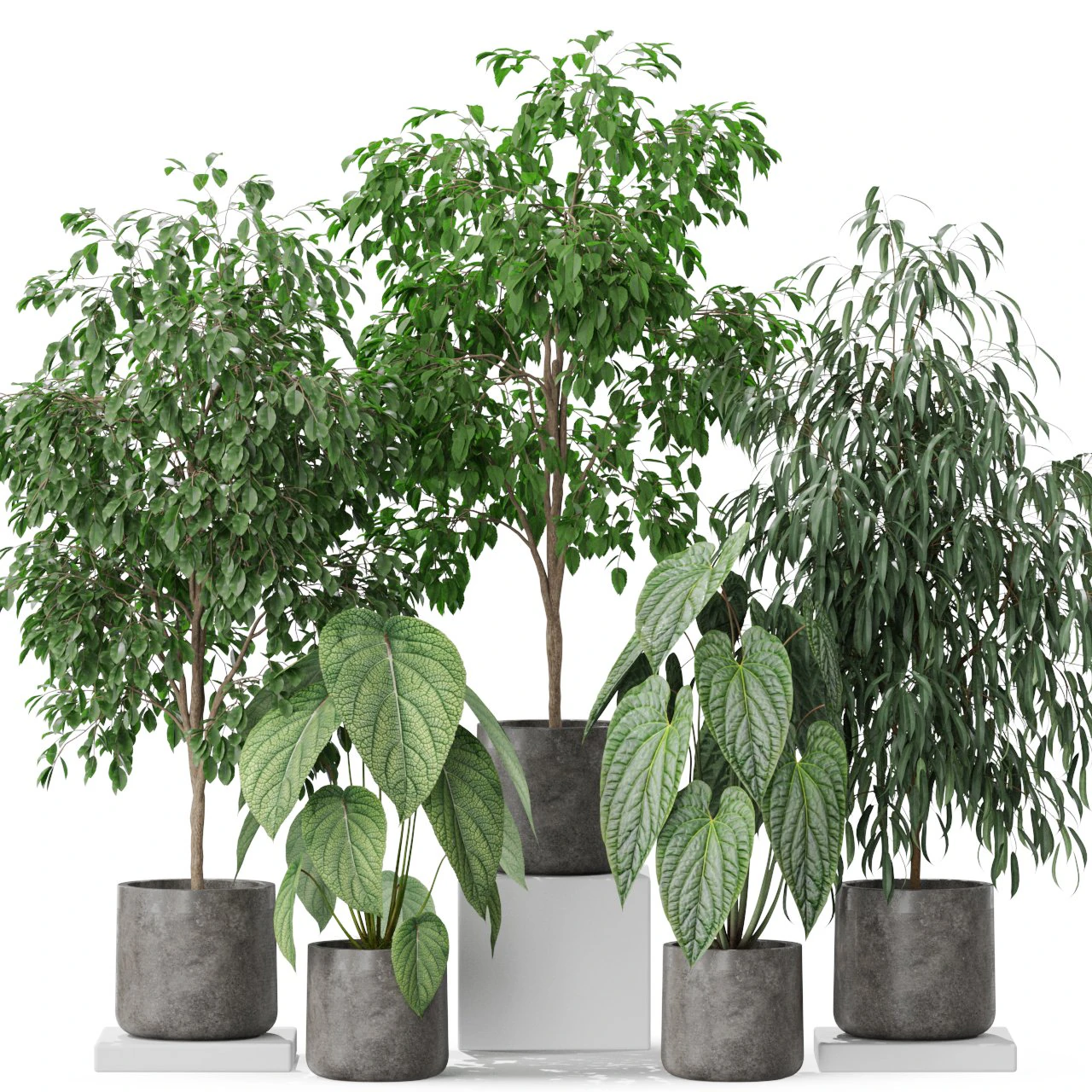 Plants collection 578 3D Model .c4d .max .obj .3ds .fbx .stl .blend 