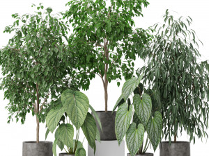 Plants collection 578 3D Model