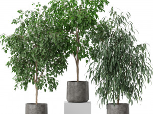 Plants collection 578 3D Model
