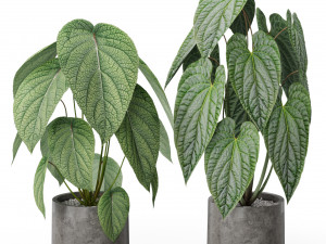 Plants collection 578 3D Model