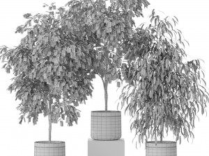 Plants collection 578 3D Model