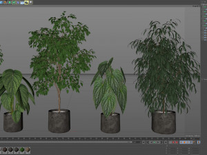 Plants collection 578 3D Model