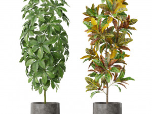 Plants collection 579 Modello 3D