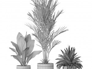 Plants collection 579 Modello 3D