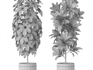 Plants collection 579 Modello 3D