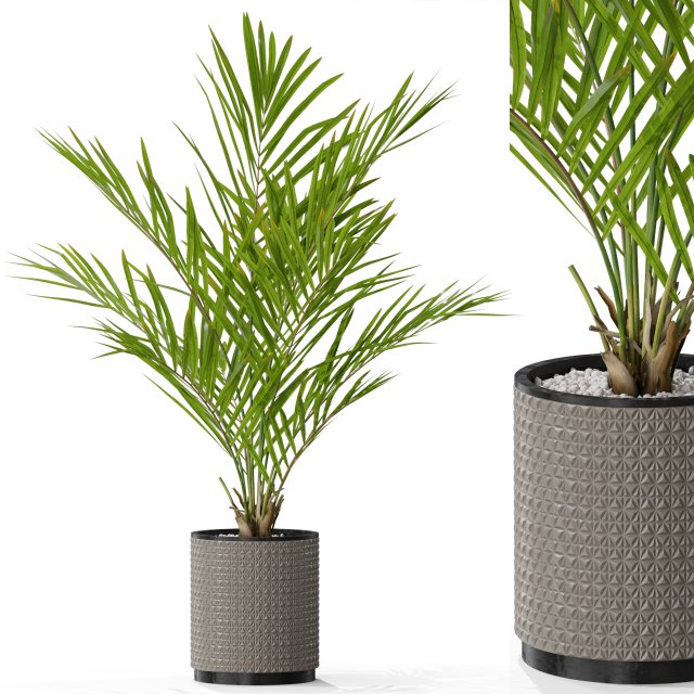 Plants collection 580 3D 模型 .c4d .max .obj .3ds .fbx .stl .blend 