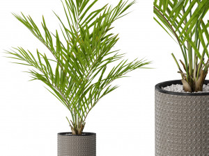 Plants collection 580 3D मॉडल
