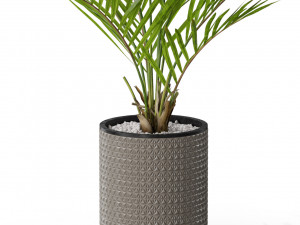 Plants collection 580 3D 模型