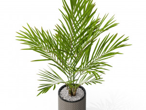 Plants collection 580 3D 模型