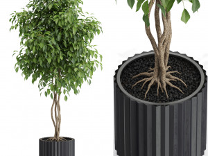 Plants collection 581 3D Модель