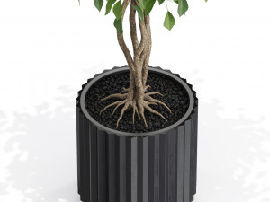 Plants collection 581 3D 模型