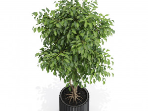 Plants collection 581 3D 模型