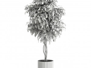 Plants collection 581 3D 模型