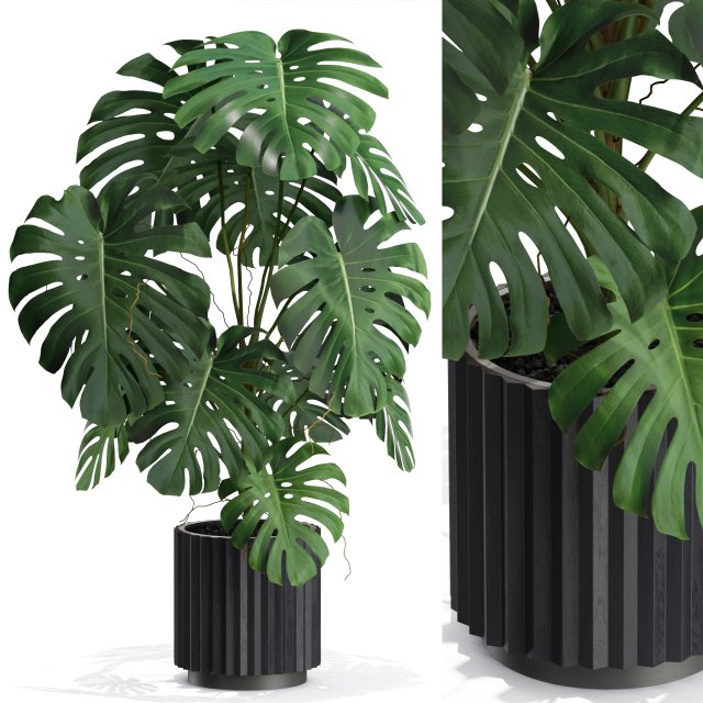 Plants collection 582 3D Model .c4d .max .obj .3ds .fbx .stl .blend 
