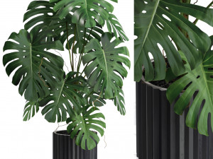Plants collection 582 3D Model