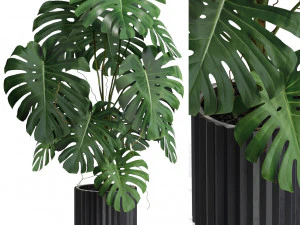 Koleksi tanaman 582 Model 3D