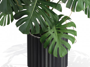 Plants collection 582 3D Model